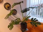 Gatenplant-Monstera XXL kamerplant, Ophalen, Halfschaduw, In pot, Minder dan 100 cm