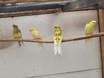 Kwkoppel rosella.jong koppel bont split x lutino strogeel., Meerdere dieren, Parkiet, Geringd