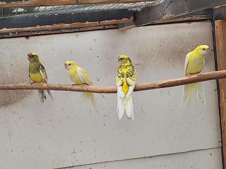 Kwkoppel rosella.jong koppel bont split x lutino strogeel., Dieren en Toebehoren, Vogels | Parkieten en Papegaaien, Parkiet, Meerdere dieren