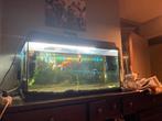 Aquarium, Ophalen, Gebruikt, Gevuld zoetwateraquarium