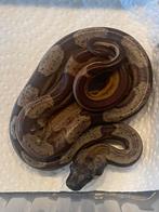 Jonge boa constrictors, Dieren en Toebehoren, Reptielen en Amfibieën, Slang, 0 tot 2 jaar