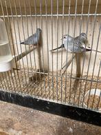 4 diamantduifjes, Meerdere dieren