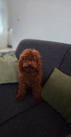 Raszuivere toypoedel dekreu, Particulier, 1 tot 2 jaar, Buitenland, Eén hond