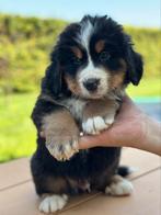 Berner Sennen x Zwitserse Sennen pups, 8 tot 15 weken, Groot, Meerdere, Meerdere dieren