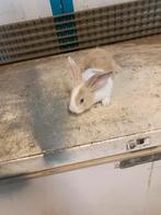 Klijne konijntjes, Dieren en Toebehoren, Konijnen, Meerdere dieren, Middelgroot, 0 tot 2 jaar