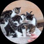 Lieve Boerderijkittens, Dieren en Toebehoren, Katten en Kittens | Overige Katten, Meerdere dieren
