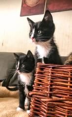 Kittens zoeken een for ever home, Kortharig, 0 tot 2 jaar, Poes