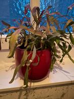 Mooie gebakken bloempotten., Dieren en Toebehoren, Ophalen, Zo goed als nieuw