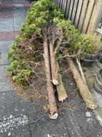 Boomstammetjes 🤭 met of zonder groen., Ophalen