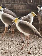 maskerkievit (Vanellus miles), Dieren en Toebehoren, Meerdere dieren, Wildzangvogel, Geringd