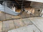 2 leuke konijnen incl hok, Dieren en Toebehoren, Konijnen, Meerdere dieren, Middelgroot, 3 tot 5 jaar