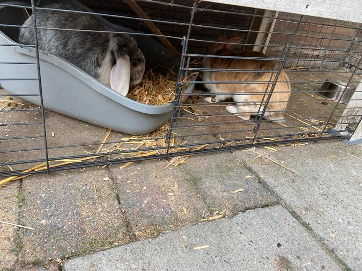 2 leuke konijnen incl hok, Dieren en Toebehoren, Konijnen, Middelgroot, Meerdere dieren, 3 tot 5 jaar