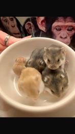 Jonge Dwerg hamster, Dieren en Toebehoren, Minder dan 75 cm, Ophalen, Minder dan 60 cm, Hok