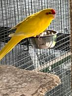 Mooie gele kakariki man, Mannelijk, Parkiet, Geringd