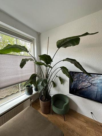Sterlitzia Nicolai | kamerplant | paradijsvogelplant beschikbaar voor biedingen