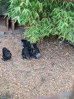 Pluimvee mooie  cochin  kriel  4 hennen  en 1 haantje, Dieren en Toebehoren, Pluimvee, Meerdere dieren, Kip