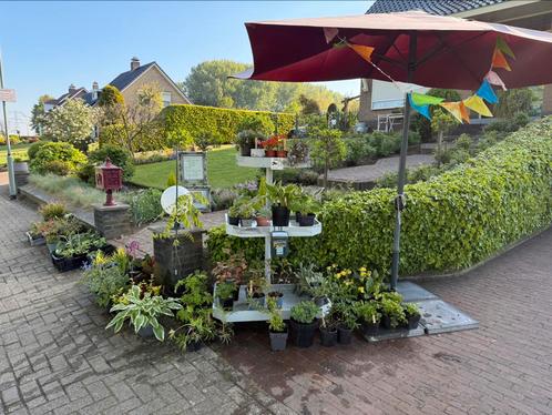 Plantjes en brocantjes, Tuin en Terras, Planten | Tuinplanten, Vaste plant, Overige soorten, Volle zon, Zomer, Ophalen