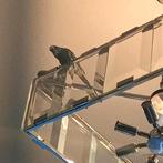 4 parkieten! zoeken liefdevol nieuw huis, Dieren en Toebehoren, Vogels | Parkieten en Papegaaien