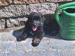 Australian Shepherd x Berner Sennen x oud duitse herder, Nederland, CDV (hondenziekte), 8 tot 15 weken, Meerdere