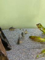 Corydoras sterbai., Vis