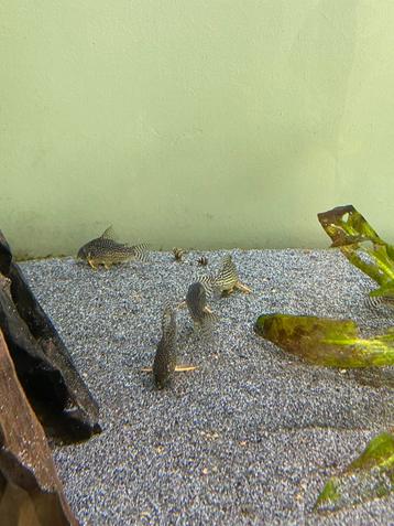 Corydoras sterbai. beschikbaar voor biedingen