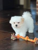 Maltezer pupjes, Dieren en Toebehoren, Honden | Chihuahua's en Gezelschapshonden, België, Maltezer, CDV (hondenziekte), 8 tot 15 weken