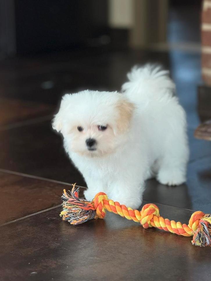 Maltezer pupjes, Dieren en Toebehoren, Honden | Chihuahua's en Gezelschapshonden, Meerdere dieren, Maltezer, Fokker | Professioneel