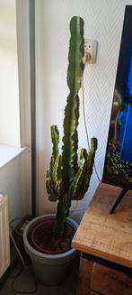 grote cactus, Huis en Inrichting, Ophalen, Cactus, In pot, Minder dan 100 cm