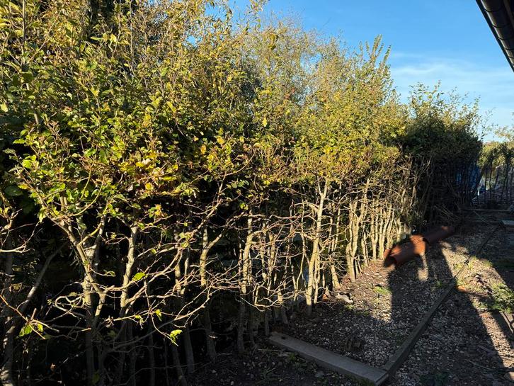 Beukenhaag (groen) - Zelf uitspitten, Tuin en Terras, Planten | Struiken en Hagen, Haag, Beukenhaag, 100 tot 250 cm, Ophalen