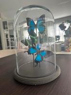 Vlinder stolp Papilio Ulysses als nieuw, Huis en Inrichting, Woonaccessoires | Stolpen, Ophalen of Verzenden, Zo goed als nieuw