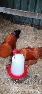 New Hampshire hanen, Mannelijk, Kip