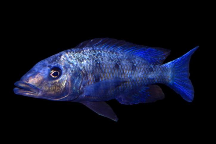 Malawi Cichliden: Fossorochromis rostratus, Dieren en Toebehoren, Vissen | Aquariumvissen, Zoetwatervis, Vis