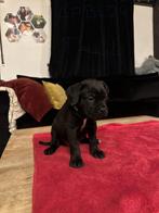 Cane corso puppy’s, Dieren en Toebehoren, Honden | Bulldogs, Pinschers en Molossers, België, Particulier, Overige rassen, 8 tot 15 weken