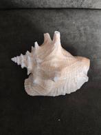 Grote decoratieve schelp, Huis en Inrichting, Ophalen of Verzenden, Gebruikt