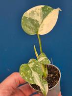 Monstera Thai Constellation p6 (3), Ophalen of Verzenden, Halfschaduw, Minder dan 100 cm
