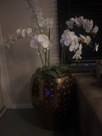 Orchideeën in Schelpen Vaas, Overige soorten, In pot, Minder dan 100 cm, Bloeiende kamerplant