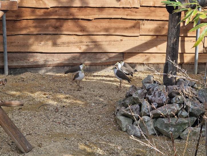 Maskerkievit meerdere mannen en vrouwen beschikbaar, Dieren en Toebehoren, Vogels | Overige Vogels