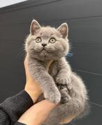 Britse korthaar kittens! Blue, Dieren en Toebehoren, Katten en Kittens | Raskatten | Korthaar, Meerdere dieren, Gechipt, 0 tot 2 jaar