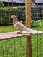 Postduiven te koop, Meerdere dieren, Postduif