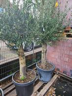 Grote olijfboom 300cm+ in pot, stam 80cm - van 699 voor 499, Tuin en Terras, Planten | Bomen, Bloeit niet, Ophalen of Verzenden
