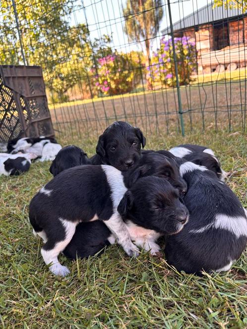 Prachtige Friese Stabij x Heidewachtel puppy’s, Dieren en Toebehoren, Honden | Niet-rashonden, Meerdere dieren, Particulier, Meerdere