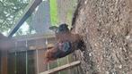 Diverse hanen cochin kruising, Dieren en Toebehoren, Pluimvee, Mannelijk, Kip