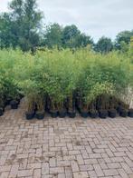 bamboe Fargesia en phyllostachys van 1-3m, Ophalen, Bloeit niet, Overige soorten