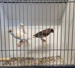 Trio Kweekkoppels harlekijn kanaries, Meerdere dieren, Kleurkanarie