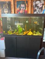 Juwel rio 350 aquarium met gratis vissen, Ophalen of Verzenden, Zo goed als nieuw, Leeg aquarium