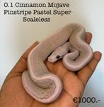 0.1 Cinnamon Mojave Pinstripe Pastel Super Scaleless NK24, Dieren en Toebehoren, Slang