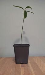 Avocado planten, Huis en Inrichting, Kamerplanten, Overige soorten, Minder dan 100 cm, In pot, Volle zon