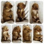 🤎 Australian Labradoodle pups 🤎, 8 tot 15 weken, CDV (hondenziekte), Meerdere, Nederland