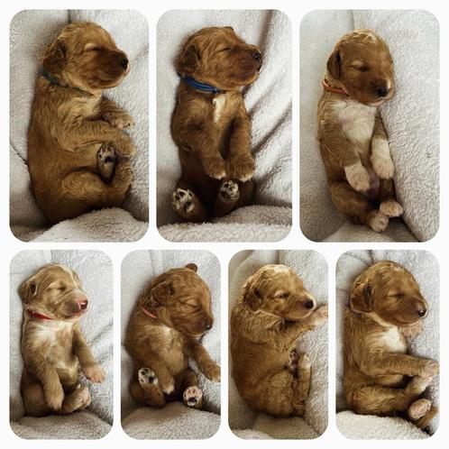 🤎 Australian Labradoodle pups 🤎, Dieren en Toebehoren, Honden | Niet-rashonden, Particulier, Meerdere, Nederland, 8 tot 15 weken