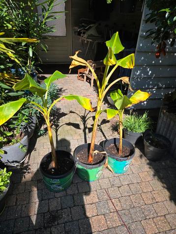 Bananenboompjes in pot (4 totaal) Per stuk €15,00 beschikbaar voor biedingen